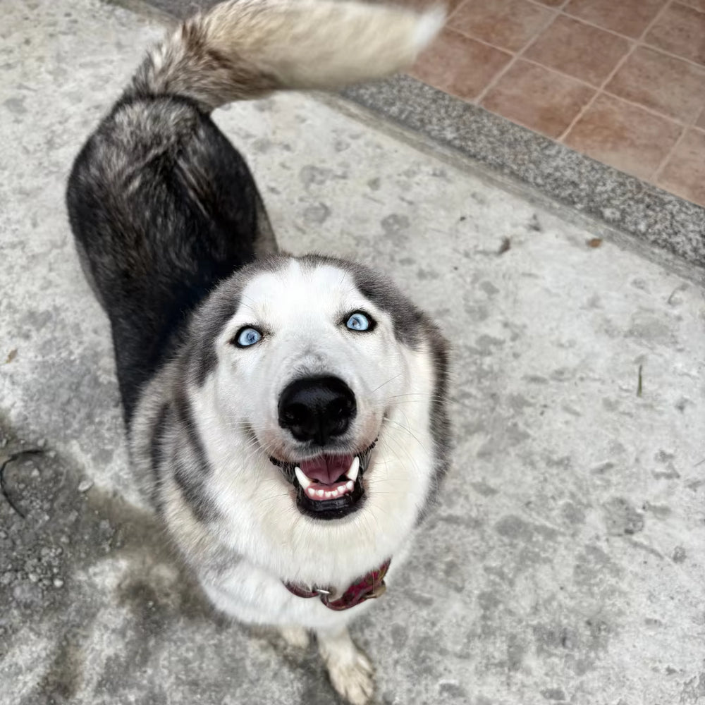 Husky dog with blue eyes looking up on a concrete floor use to create a pet necklace